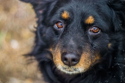 Close-up portrait of dog