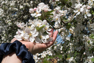 Close-up of hand holding cherry blossom