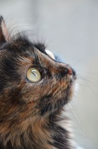 Close-up of a cat looking away