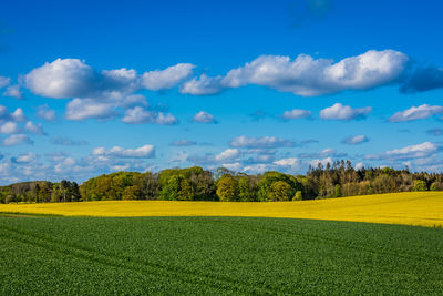 Scenic view of field against sky