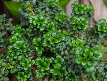 High angle view of vegetables on plant