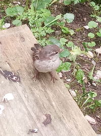 High angle view of bird perching on wood