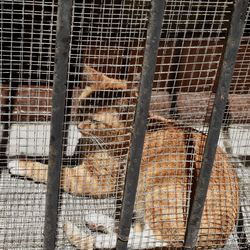 View of cat in cage