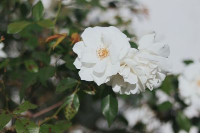 Close-up of white cherry blossom