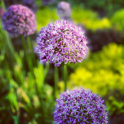 Close-up of purple flowering plant in park