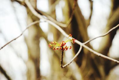 Close-up of red flowering plant