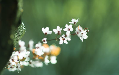 Close-up of white flowering plant