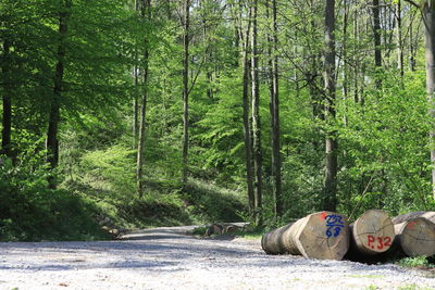 Man lying down on road amidst trees in forest