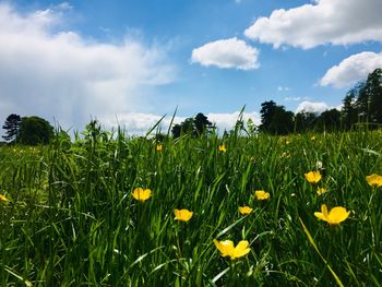 Close-up of yellow flowering plants on field against sky