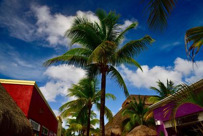 Low angle view of palm trees against sky