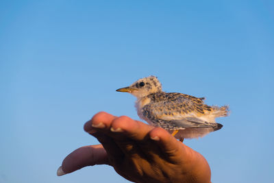 Hand holding a bird