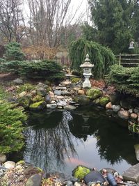 Reflection of trees in water