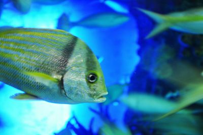 Close-up of fish underwater