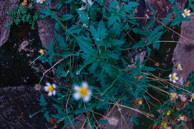 High angle view of flowering plants on land