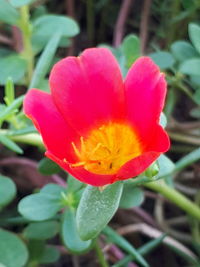 Close-up of pink flower