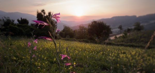 Purple flowering plants on field against sky during sunset