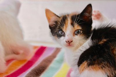 Close-up portrait of a cat