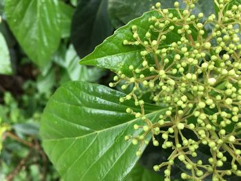 Close-up of green leaves