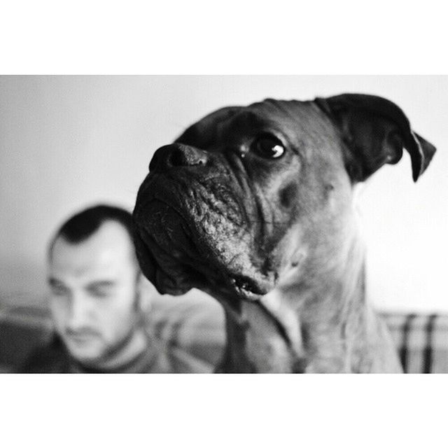 transfer print, auto post production filter, animal themes, one animal, dog, indoors, looking at camera, portrait, domestic animals, close-up, pets, mammal, animal head, focus on foreground, front view, young men, headshot, looking, home interior