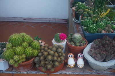 High angle view of potted plants