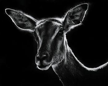 Close-up portrait of horse against black background