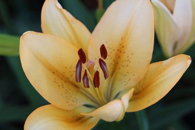 Close-up of yellow lily