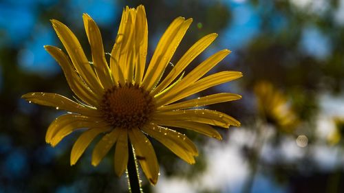 Close-up of yellow flowering plant