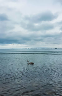 View of ducks swimming in sea