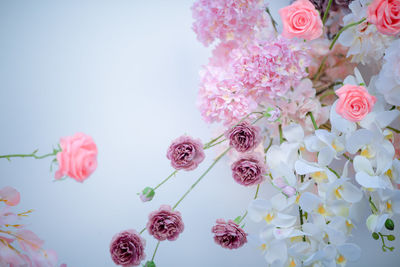 Close-up of pink cherry blossom