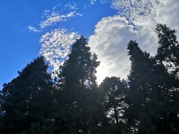 Low angle view of trees against sky on sunny day