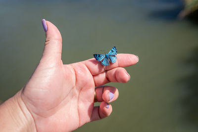 Close-up of hand holding butterfly