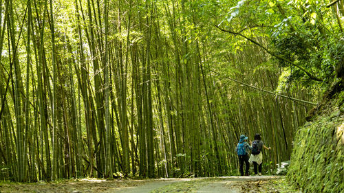 People walking in the bamboo forest