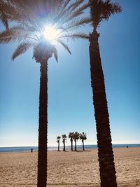 Palm trees on beach against sky