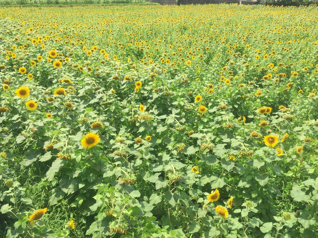 flower, freshness, yellow, growth, fragility, beauty in nature, abundance, field, nature, blooming, petal, plant, full frame, flower head, backgrounds, in bloom, rural scene, blossom, day, outdoors, no people, botany, green color, tranquility, growing, close-up, tranquil scene, lush foliage