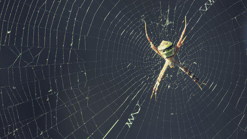 Close-up of spider on web