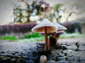 Close-up of mushroom growing on field