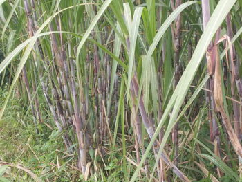 Plants growing on field