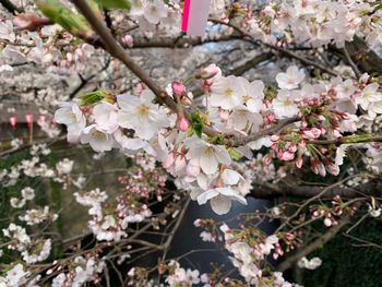 Close-up of cherry blossoms in spring