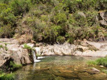 Scenic view of river in forest