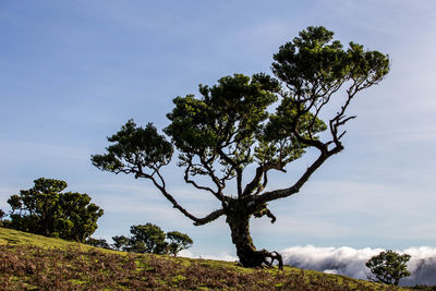 Low angle view of trees on field against sky