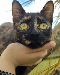 Close-up portrait of a cat