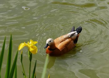 Swan swimming on lake