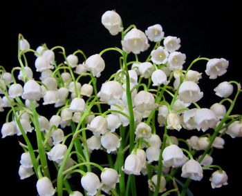 Close-up of white flowers blooming against black background