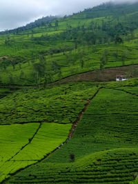 Scenic view of agricultural field