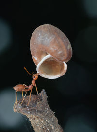 Close-up of insect on rock