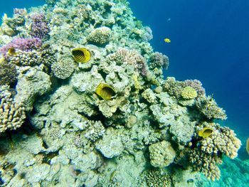 View of fish swimming in sea