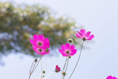 Close-up of pink cosmos flowers blooming against sky