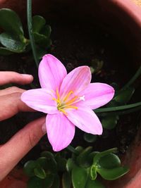 Close-up of pink flower