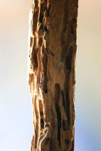 Close-up of tree trunk against sky