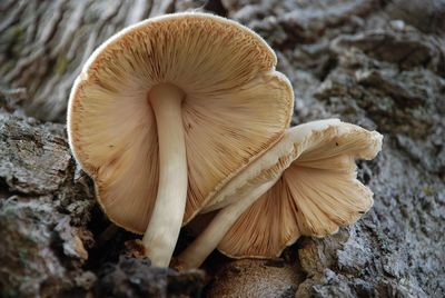 Close-up of mushrooms on rock